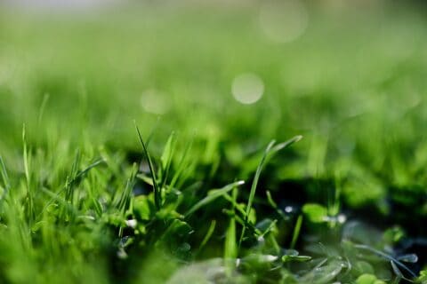 Fresh spring lawn green grass growing in a meadow